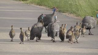 Guineafowl protect little keets [upl. by Nosnev]