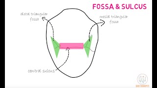 Permanent Maxillary 1st Premolar [upl. by Amhser]