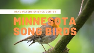 Minnesota Bird Calls [upl. by Ib]