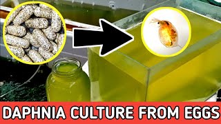 HOW TO HATCH DAPHNIA EGGS  HOW TO CULTURE DAPHNIA [upl. by Dich648]