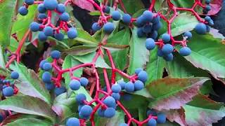 Parthenocissus quinquefolia or Virginia creeper [upl. by Gilmore136]