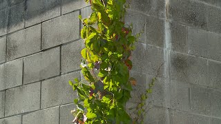 Virginia Creeper – Garden Notes [upl. by Eltsryk]