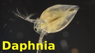 Daphnia [upl. by Naic681]