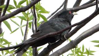 Eastern Common Koel male calling [upl. by Adur758]