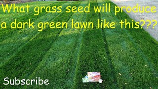 What grass seed produces a dark green lawn [upl. by Tikna]