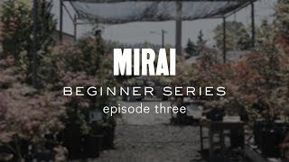 Bonsai Beginner Series  Cleaning Deciduous [upl. by Yendys344]