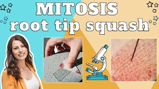 Mitosis root tip squash  Required practical A level Biology Method explained amp exam questions [upl. by Giah]