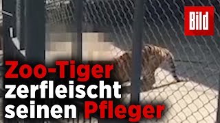 ZooTiger tötet Tierpfleger vor Publikum [upl. by Powel]