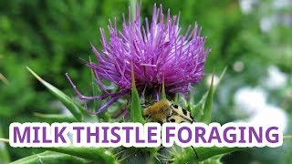 Milk Thistle Identification [upl. by Cleti]