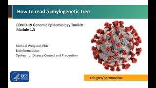 Module 13  How to read a phylogenetic tree [upl. by Opaline]