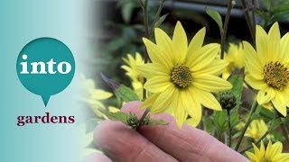 Helianthus Lemon Queen Plants for October [upl. by Ardnic192]