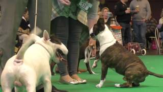 Crufts Dog show 2017 Miniature Bull Terriers Open Dog [upl. by Pam]