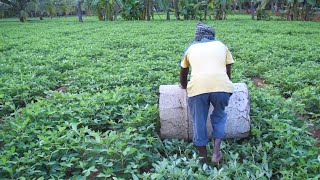 Role Of Drum Rolling In Groundnut  Farming Inspirations [upl. by Nnyltiak]