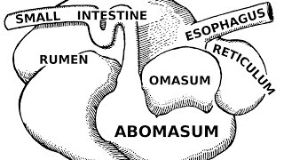 Mechanism of Normal labour [upl. by Kraus]