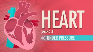 The Heart Part 1  Under Pressure Crash Course Anatomy amp Physiology 25 [upl. by Thibaud274]