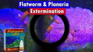 flatworm exit Review  Planaria and flatworm removal from your reef aquarium [upl. by Atiuqehs]