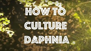 How To Culture Daphnia Magna [upl. by Valentin]