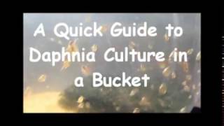 How to culture daphnia outside [upl. by Leahcimnaes]