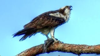 Osprey Calling  Loud and Long [upl. by Sheridan]