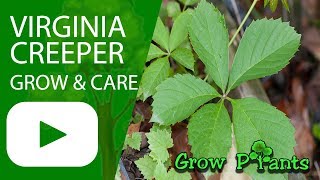 Virginia creeper  grow amp care Parthenocissus quinquefolia [upl. by Repard]