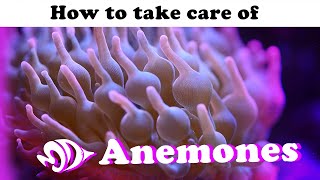 Sea Anemones A How to Guide for Selection Care and Feeding [upl. by Haeckel]