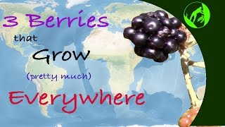 3 Wild Berries that Grow Pretty Much Everywhere [upl. by Maia]