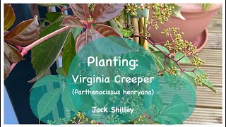 Planting Virginia Creeper Parthenocissus henryana  Jack Shilley [upl. by Giraud]