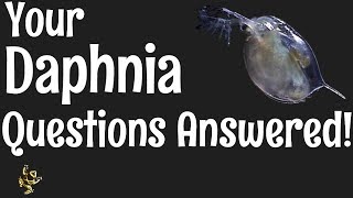 Daphnia Questions Answered [upl. by Robins]