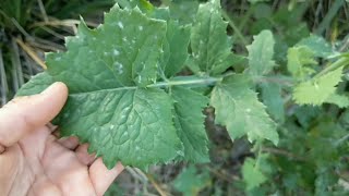 Sow thistle identification amp uses [upl. by Betta]