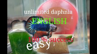 daphnia moina culture Easy way Unlimited production English  with sub Green water Chlorella [upl. by Feldt392]