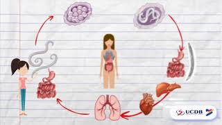 O CICLO DO ASCARIS LUMBRICOIDES  PARASITOLOGIA [upl. by Malinin542]