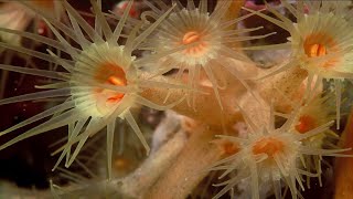 Phylum Cnidaria Part 5 Class Anthozoa [upl. by Pritchett16]