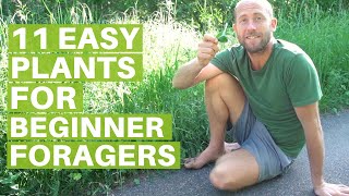 11 Easy Edible Plants for Beginner Foragers Eating Wild Food [upl. by Avik]