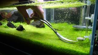 Trimming Utricularia Graminifolia [upl. by Bevers]