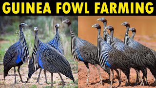 Guinea Fowl Farming  Business Starting Plan For Beginners  Raising Guinea Fowl [upl. by Farrow630]