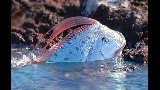 Oarfish The Real Sea Serpent  Deepsea Oddities [upl. by Haldi802]