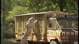 Tigerfütterung im SerengetiPark in Bus hautnah erleben [upl. by Eatnuahc]