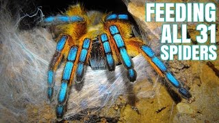 Feeding my 31 Tarantulas GONE WRONG [upl. by Toni497]