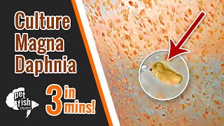 How to culture DAPHNIA MAGNA  The easy way [upl. by Argela]