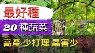 最好種的20種懶人蔬菜適合新手種植高產，蟲害少，少打理香菜，豌豆，櫻桃蘿蔔，甜菜根，蕃茄，西洋芹，韓國芝麻葉，地瓜葉，空心菜，秋葵，馬鈴薯，長豆，毛豆，九層塔，羅勒，香菜，大蒜，蔥，洋蔥，迷迭香 [upl. by Adihahs]