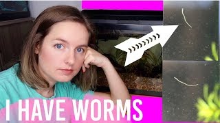 How To Get Rid Of Worms In Fish Tank Aquarium  Detritus amp Planaria [upl. by Kee]