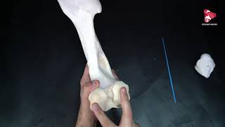 Anatomy of the Femur of the Horse [upl. by Ebberta721]