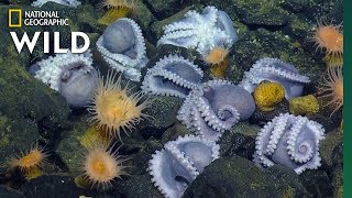 1000 OctoMoms in Worlds Largest Octopus Garden  Nat Geo Wild [upl. by Baudoin]