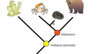 Phylogeny and Phylogentic Trees [upl. by Reinaldo]