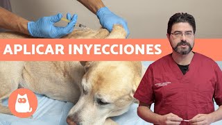 VACUNAR a un PERRO ¿cómo y cada cuánto  Consejos veterinarios [upl. by Magdala]