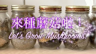 在家用咖啡渣種蘑菇一）培育菌絲種 Grow Mushrooms at Home EP1 [upl. by Cranford482]