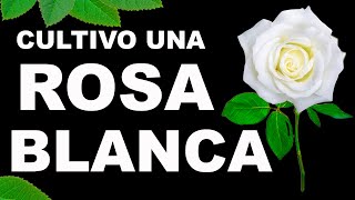 Cultivo una rosa blanca Jose Marti [upl. by Brindle]