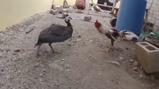 Pelea De Gallo Con Una Guinea [upl. by Ayocal148]