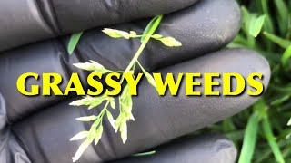 How To Kill Grassy Weeds In The Lawn [upl. by Harley]