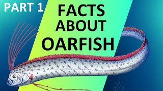 Facts About Oarfish  The Sea Serpent  2020 [upl. by Brander]